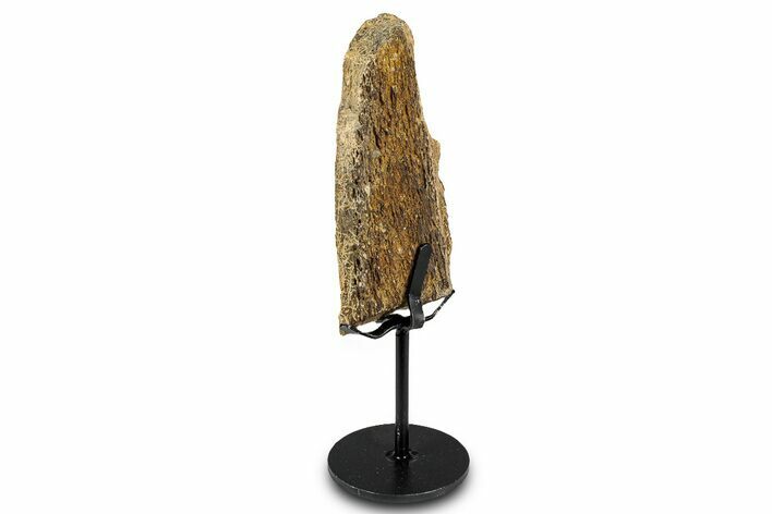 Fossil Hadrosaur Limb Bone Section w/ Metal Stand - South Dakota #335496